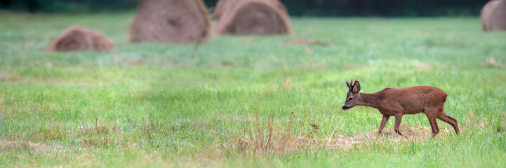 Male Roe deer walking in a plain with haystacks. Capreolus capreolus, Sologne, Loiret 45, région Centre Val de Loire, France, European Union, Europe