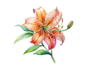 watercolor Tiger Lily Branch vector illustration isolated on white background
