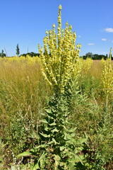 showy mullein verbascum speciosum herb here i a field  near village Hainburg,Austria,blue,sky,summer,day,
