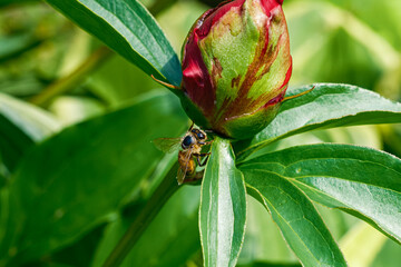 Obraz premium Honey Bee on Flower