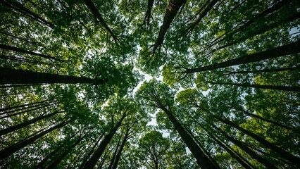 Obraz premium Bottom-up view green forest canopy. Natural carbon sink fight climate change. Sustainability in carbon-neutral ecosystems. Green and sustainable environment. Natural carbon capture solution.