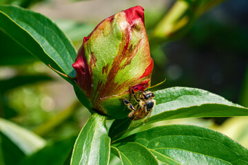 Honey Bee on Flower