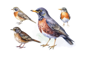 set of watercolor Thrush bird vector illustration isolated on white background