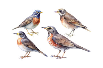 Fototapeta premium set of watercolor Thrush bird vector illustration isolated on white background
