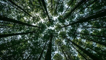 Bottom-up view green forest canopy. Natural carbon sink fight climate change. Sustainability in carbon-neutral ecosystems. Green and sustainable environment. Natural carbon capture solution.