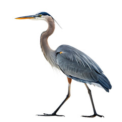 Fototapeta premium A majestic Great Blue Heron bird standing tall and gracefully in water isolated on a transparent background png