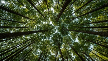 Bottom-up view green forest canopy. Natural carbon sink fight climate change. Sustainability in carbon-neutral ecosystems. Green and sustainable environment. Natural carbon capture solution.