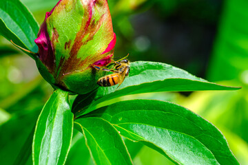 Honey Bee on Flower