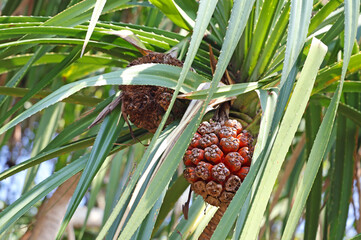 Ripening fruit of the Pandanus or Screw Palm, a multiple fruit consisting many of segments