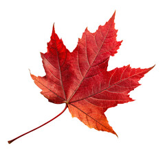 Fototapeta premium A single, vibrant red maple leaf from the autumn season with detail isolated on a transparent background png