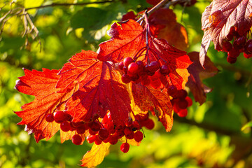 Red viburnum berries in the autumn garden