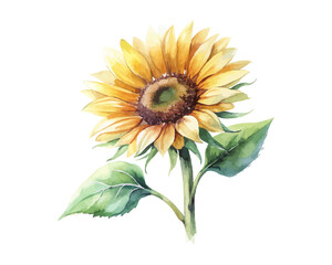 watercolor Sunflower Branch vector illustration isolated on white background