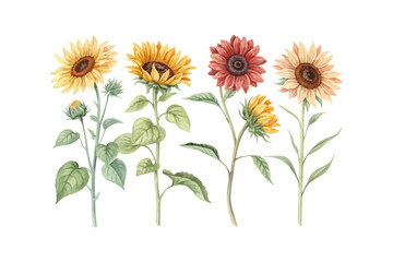 Fototapeta premium set of watercolor Sunflower Branch vector illustration isolated on white background