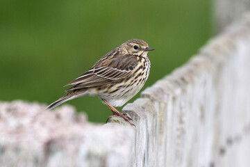 Pipit farlouse,Anthus pratensis, Meadow Pipit