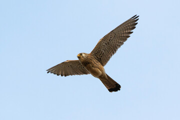 Faucon crécerellette,Falco naumanni, Lesser Kestrel