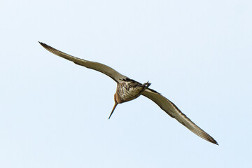 Barge &agrave; queue noire,Limosa limosa, Black tailed Godwit