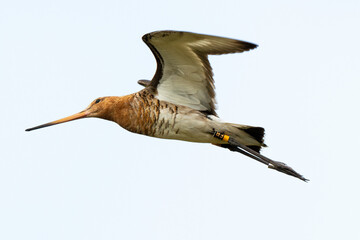 Obraz premium Barge à queue noire, Limosa limosa, Black tailed Godwit