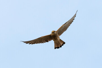 Fototapeta premium Faucon crécerellette, Falco naumanni, Lesser Kestrel