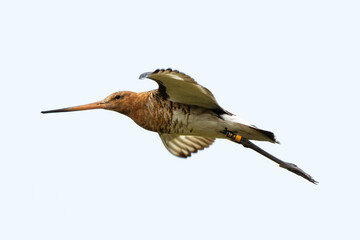 Barge à queue noire,Limosa limosa, Black tailed Godwit