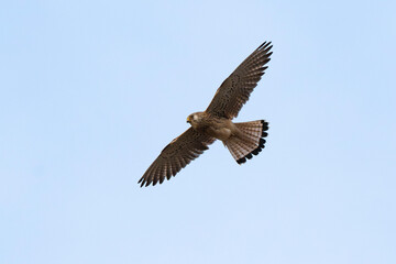 Faucon crécerellette,
Falco naumanni, Lesser Kestrel