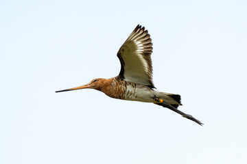 Obraz premium Barge à queue noire, Limosa limosa, Black tailed Godwit