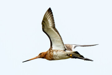 Barge à queue noire,Limosa limosa, Black tailed Godwit