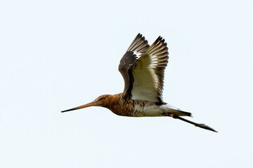 Barge à queue noire,Limosa limosa, Black tailed Godwit