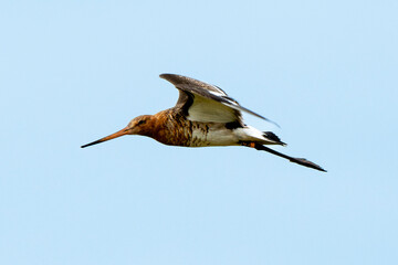 Barge à queue noire,Limosa limosa, Black tailed Godwit