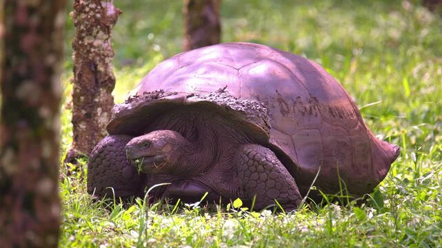 Close up of a Gal&aacute;pagos giant tortoise at the El Chato Reserve in the highlands of the Gal&aacute;pagos, Ecuador (Chelonoidis niger)