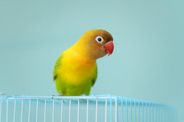 ボタンインコ