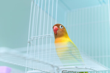 ボタンインコ