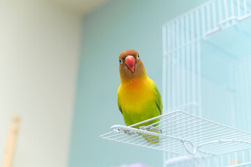 ボタンインコ