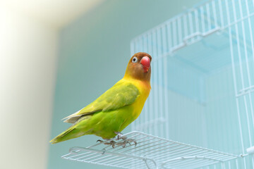 ボタンインコ