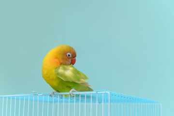ボタンインコ