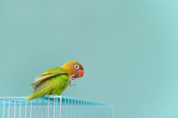 ボタンインコ