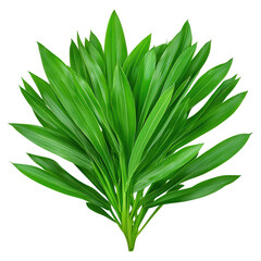 Obraz premium Vibrant Green Tropical Leaves Arrangement Isolated on White Background, isolated on transparent background.