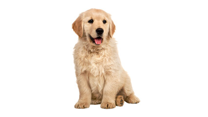 Golden Retriever Puppy isolated on transparent background, adorable golden retriever puppy sitting...