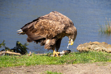 White tailed eagle eating its prey.