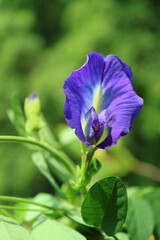 Beautiful Butterfly Pea or Aparajita Flower Blooming in the Sunlight