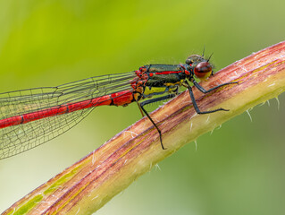 Libelle