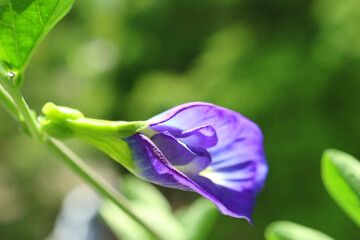 Closeup of a Gorgeous Butterfly Pea or Aparajita Flower Blooming in Tropical Sunlight