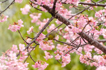 Fototapeta premium 桜の花とメジロの春の訪れ