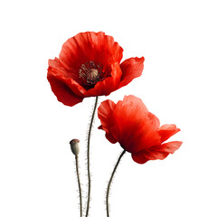 Red Poppy Flowers, isolated on transparent background