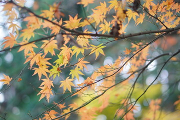 秋の陽光に輝く黄金色の紅葉が美しく舞い踊る自然の風景