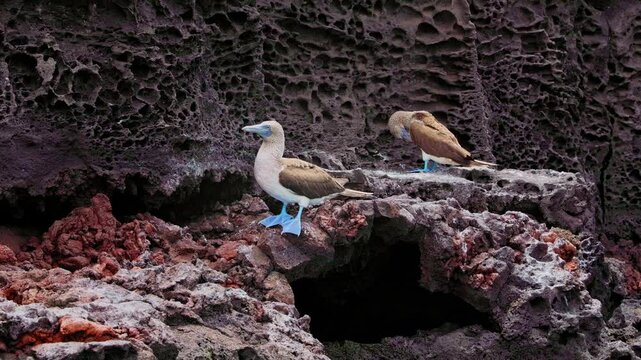 Blue footed boobies on the volcanic formations around Pinnacle Rock in the Galapagos, Ecuador (Sula nebouxii)