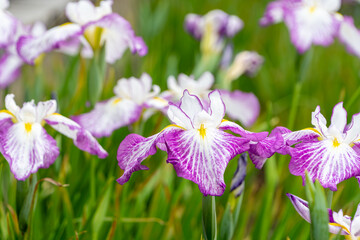花菖蒲が咲き誇る初夏の花畑