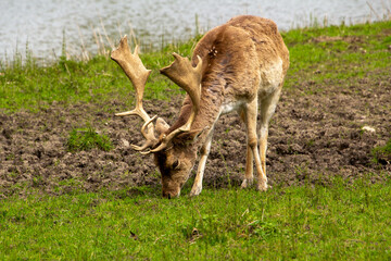 A male fallow deer grazing in the meadow.