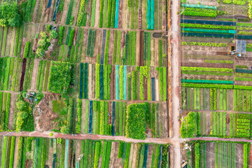 Sunrise Over Tra Que Vegetable Village, Hoi An