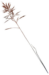 Watercolor dried stem with leaf and seeds in brown tones, boho autumn wedding isolated illustration