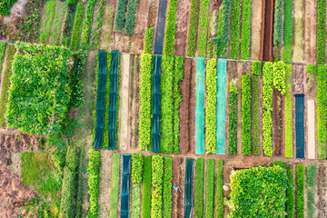 Sunrise Over Tra Que Vegetable Village, Hoi An